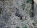 addo-04