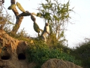 addo-07