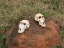 addo-12