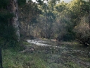 addo-19