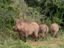 addo-26