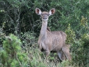 addo-27