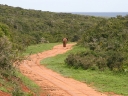addo-29