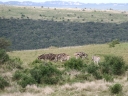 addo-31
