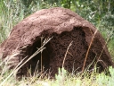 addo-32