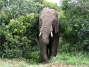 addo-33