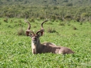 addo-34