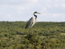 addo-36