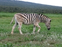 addo-37