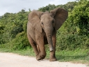 addo-38