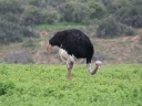 addo-39