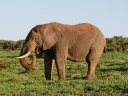 addo-43