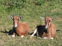 addo-44