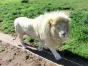 addo-49