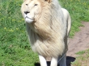 addo-50