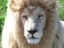 addo-51