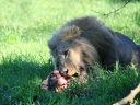 addo-52