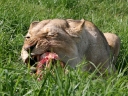 addo-53