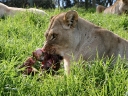 addo-54