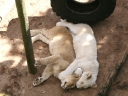 addo-56