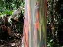 arenal-03