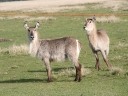 bloukrans-43