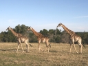 bloukrans-49