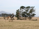 bloukrans-51