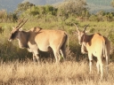 bloukrans-59