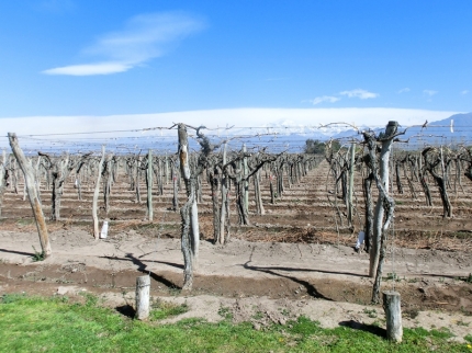 mendoza-24
