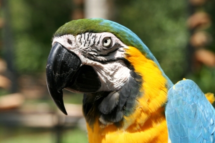 iguazu-52