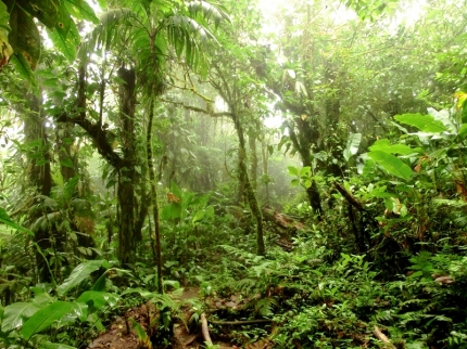 arenal-13