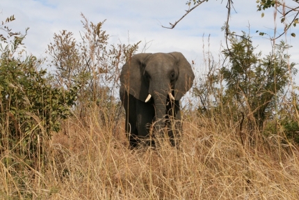 kruger-14