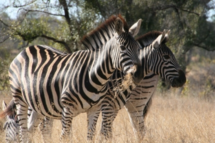 kruger-21