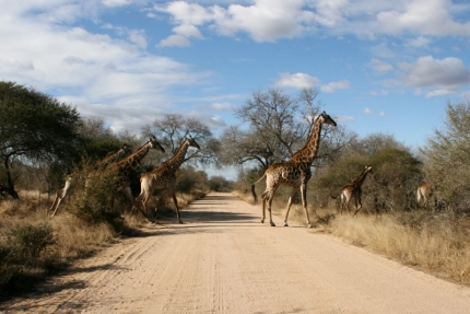 kruger-27
