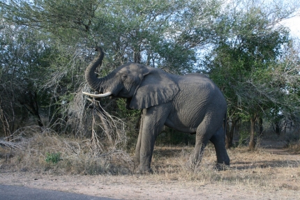 kruger-30
