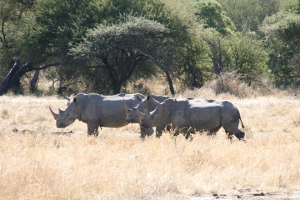 kruger-35