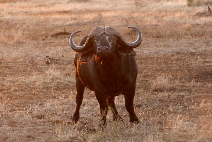 kruger-39