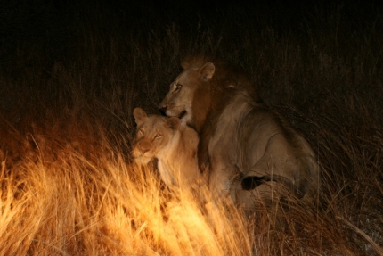 kruger-41