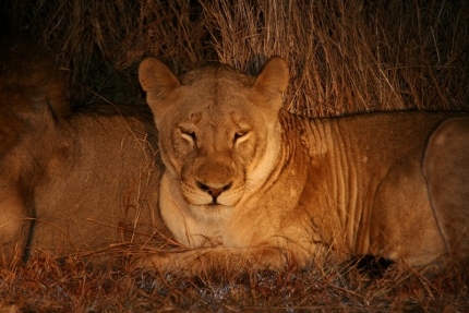 kruger-42