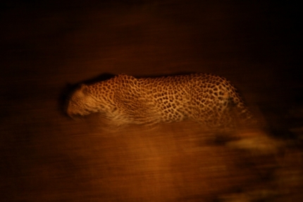 kruger-43