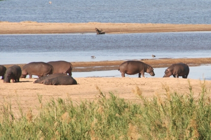 kruger-59