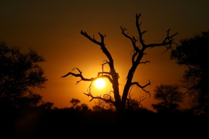 kruger-65