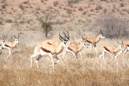 kalahari-04