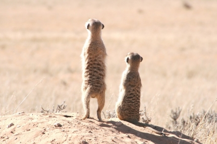 kalahari-08