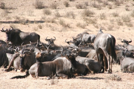 kalahari-10