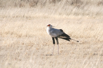 kalahari-15