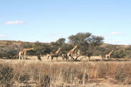 kalahari-17