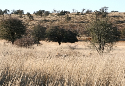 kalahari-19