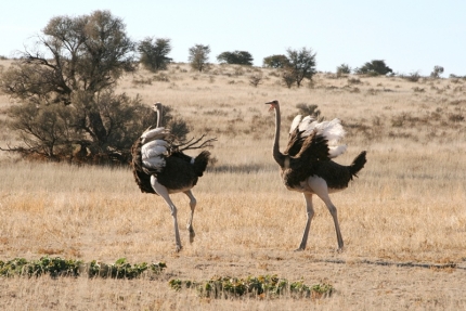 kalahari-23